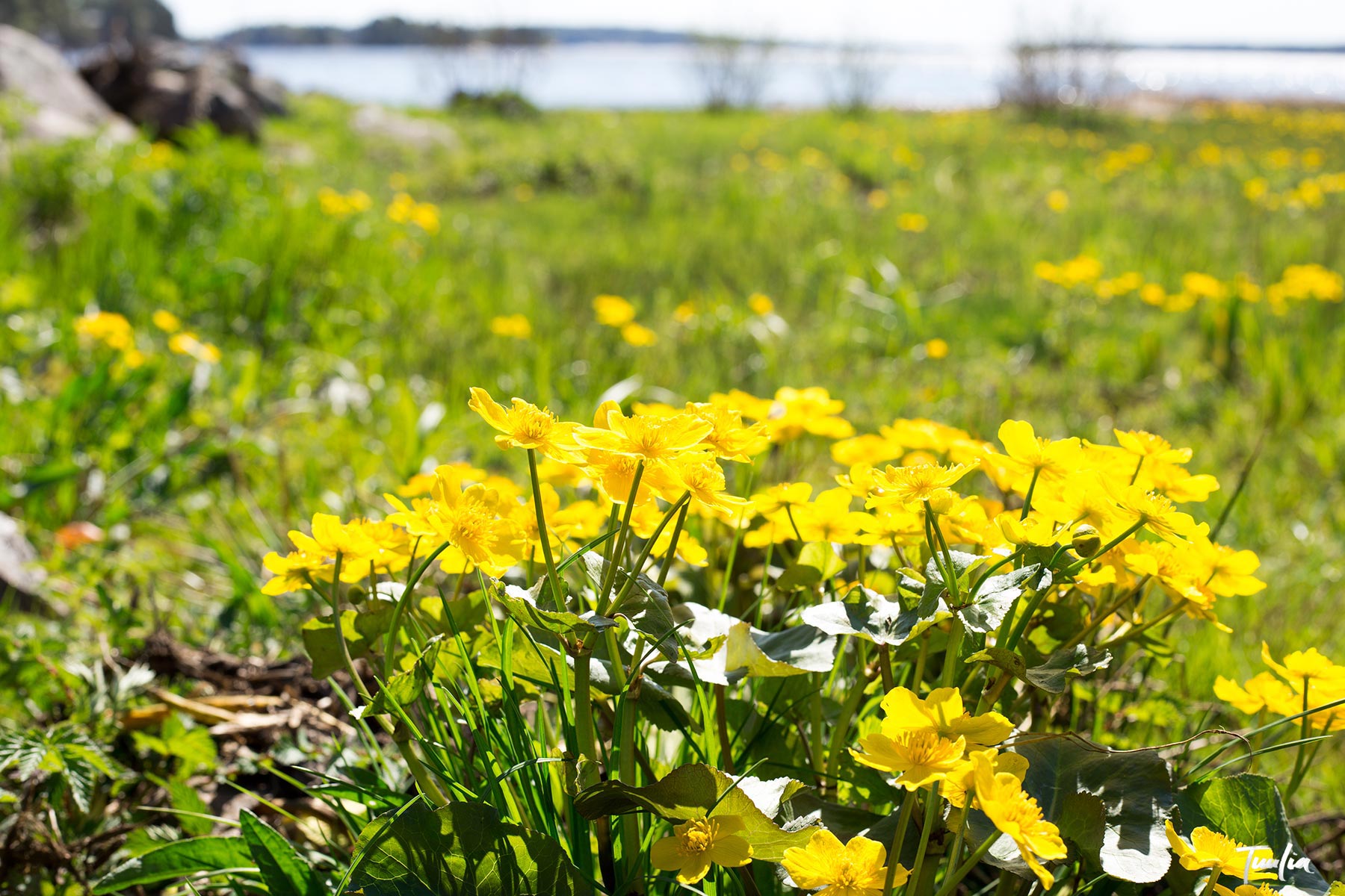 Ei rentun ruusu vaan rentukka ©Tuulia Kolehmainen • Tuulia Kolehmainen –  Photography